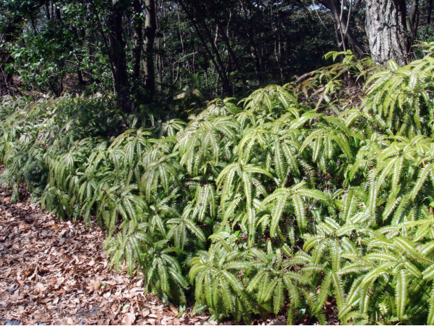 荒野维生野菜系列——芒萁