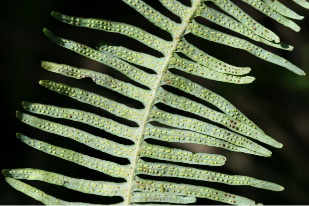 芒萁叶背后的孢子囊细节外观