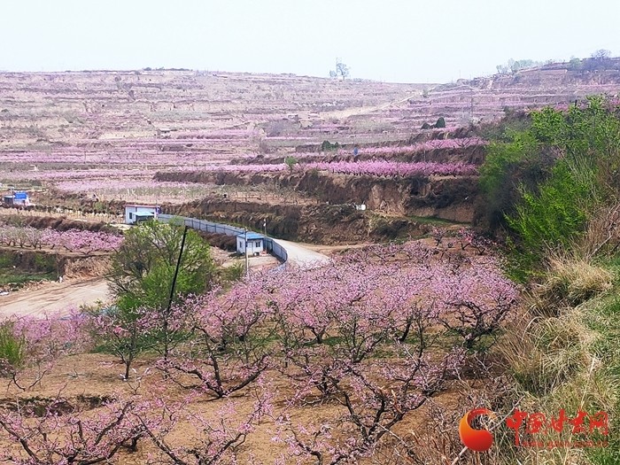 天水秦安桃花会开园望山一片红顺风香十里