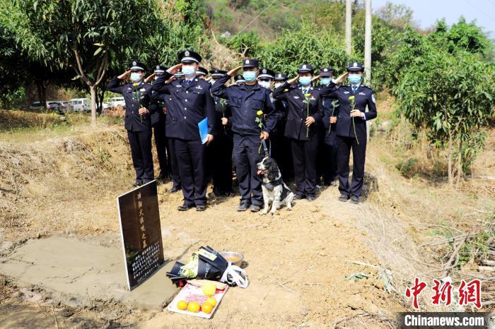 唐霖源 朱洁)云南保山边境管理支队曼海边境检查站11岁退役缉毒警犬滨