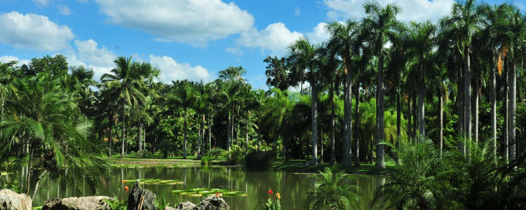游西双版纳,体验大自然带来的震感,欣赏热带雨林的独特之美.