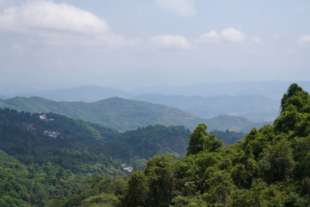 老班章,滑竹梁子,贺开老茶山,带你现场看!|2021茶山播报