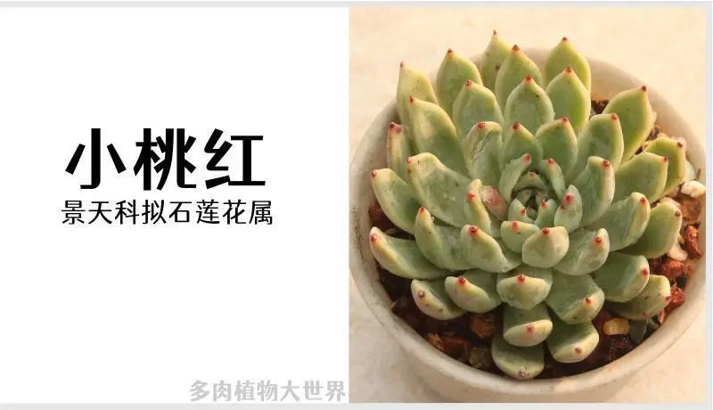 "小桃红"景天科拟石莲花属多肉植物,爪系列,园艺杂交品种