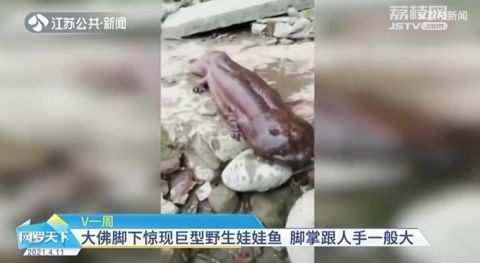罕见!四川乐山大佛脚下惊现巨型野生娃娃鱼,脚掌跟人手一般大
