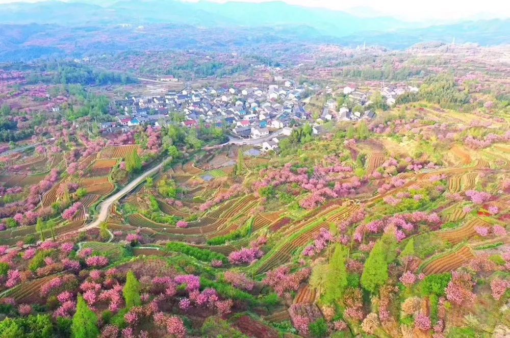 图片@游侠 大岚是中国樱花专业基地,也是余姚市超大的花木生产基地.