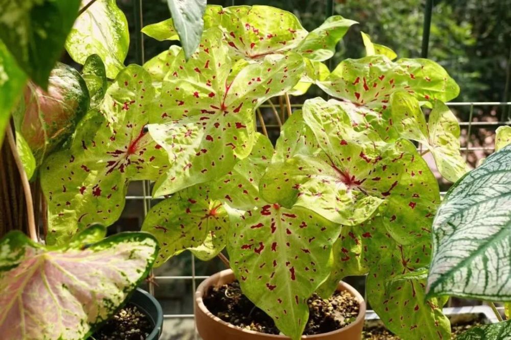 caladium|花叶芋栽培养护攻略