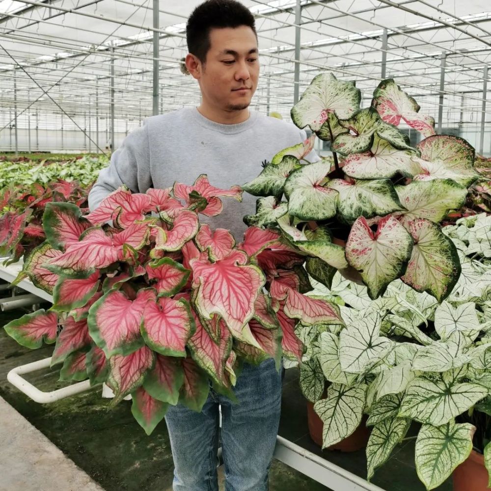 caladium|花叶芋栽培养护攻略