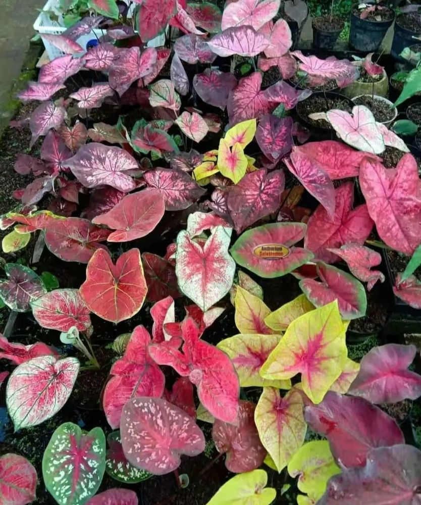 caladium|花叶芋栽培养护攻略