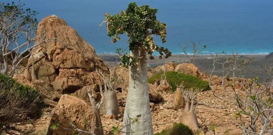 浅析块根植物的生存环境