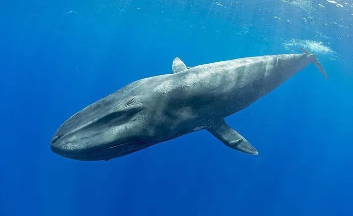 虎鲸猎杀蓝鲸的4次记录,科学家:猎杀行为或比想象中更普遍!