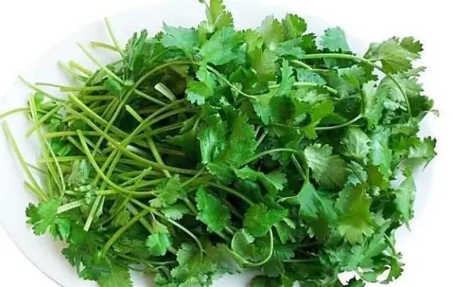 香菜的功效与作用你知道多少呢?快来看看吧!