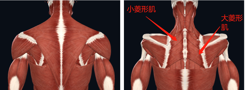 背部深层肌肉菱形肌6个动作加强它的力量改善圆肩驼背