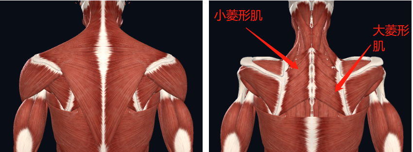 于肩胛骨内侧缘和脊柱的棘突上,有两块,分别是:大菱形肌和小菱形肌