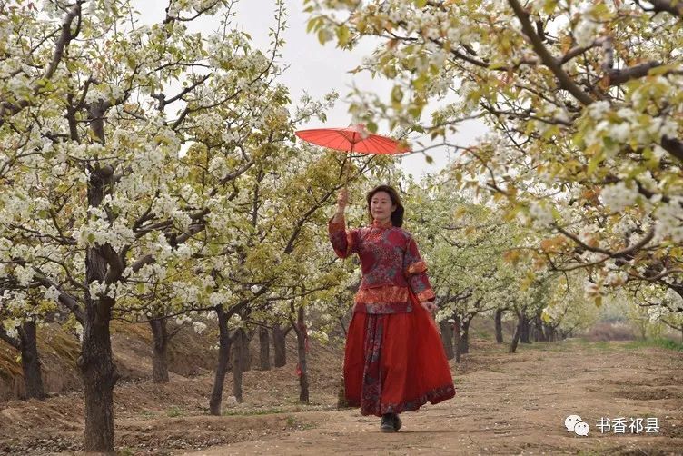 武红春 | 记2021年祁县梨花节摄影采风活动