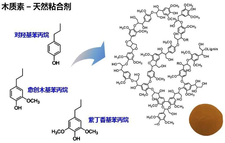 木质素结构(李滨 提供) 木质素作为植物细胞壁的主要组成成分之一,是