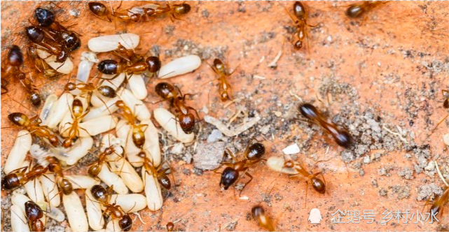 红火蚁的"隐患",入侵我国435个县市区,毒蚂蚁有多可怕