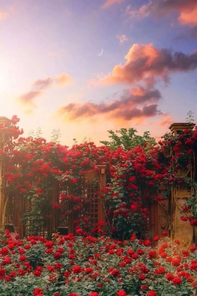 背景图|鲜花背景图