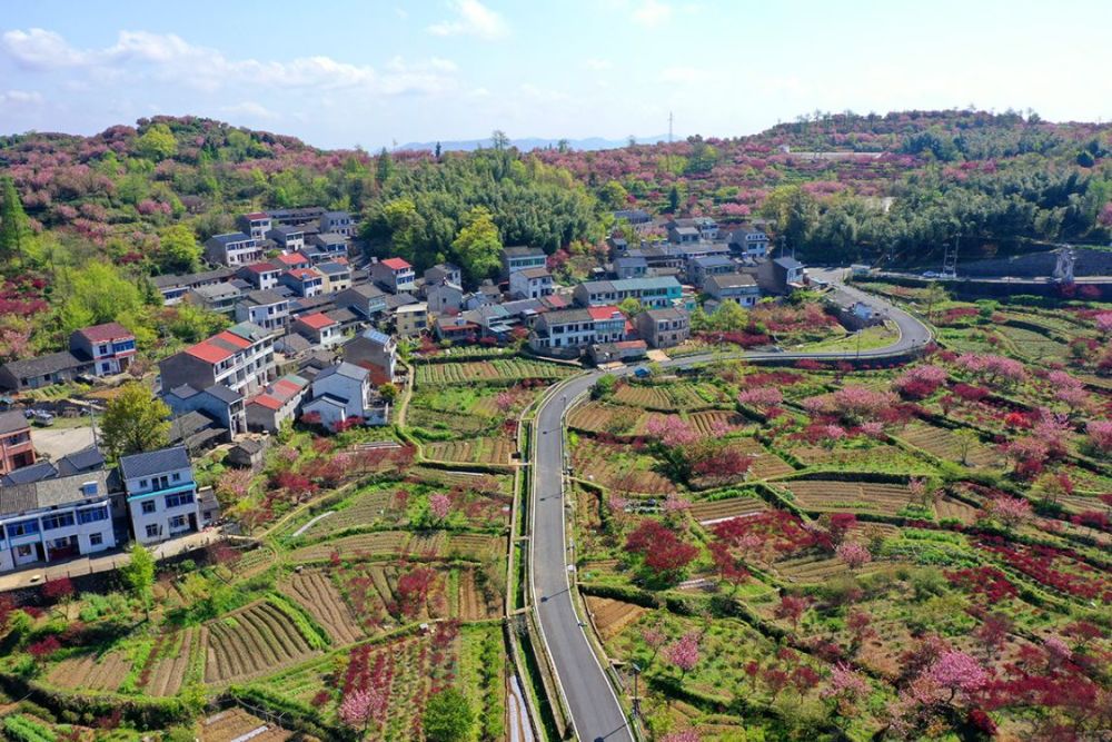 白鹿村,上马村,雅庄村,十里樱花十里尘,经典赏樱路