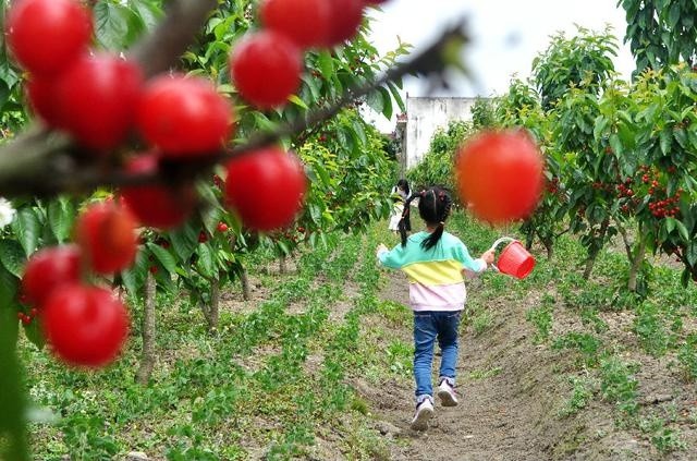 四川什邡樱桃园开园迎客