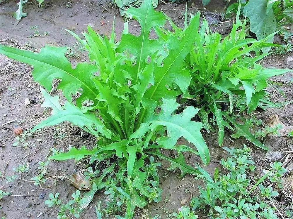 相比于种植的香菜,野芫荽的味道更为浓郁,远远的就能闻到它散发出的那