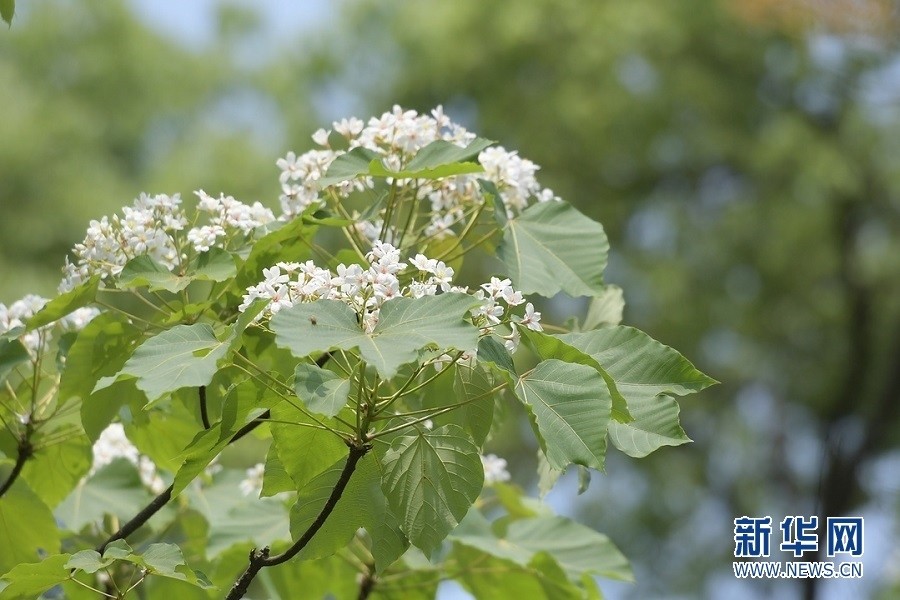 人间四月油桐花开