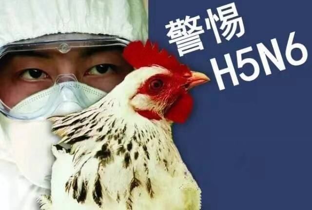 经国家禽流感参考实验室确诊, 沈阳市和平区长白街长白岛森林公园发生