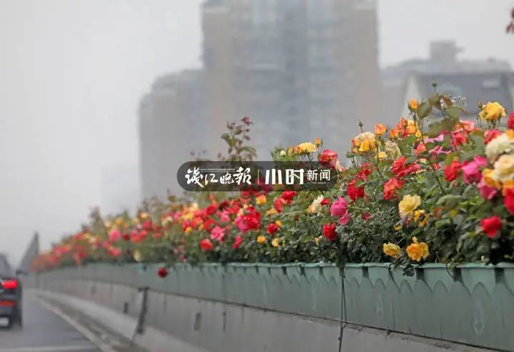 杭州是有多浪漫今天这幕刷屏又可以发朋友圈炫耀了