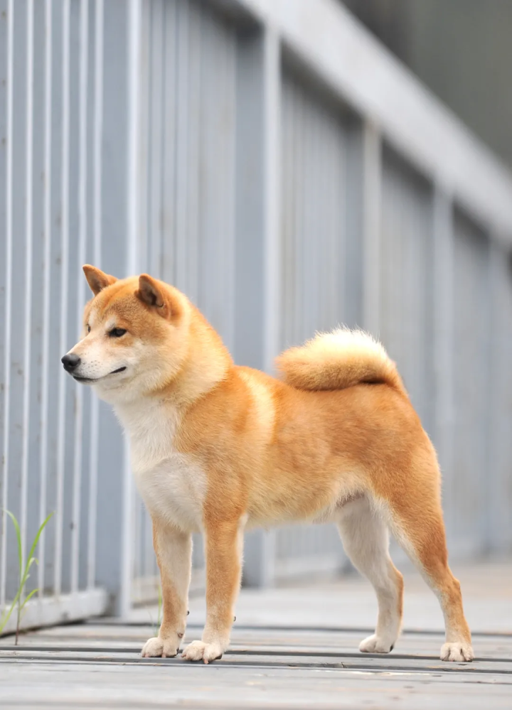 拥有天使微笑的狗子——柴犬