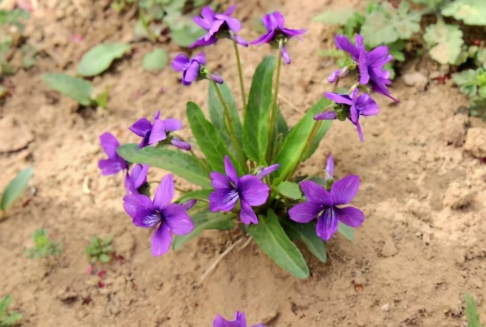 荒地里的"小紫花",谁说是杂草我跟谁急,当盆栽多好!