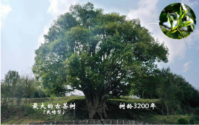 位于临沧凤庆的锦绣茶尊"古茶树 视频截图