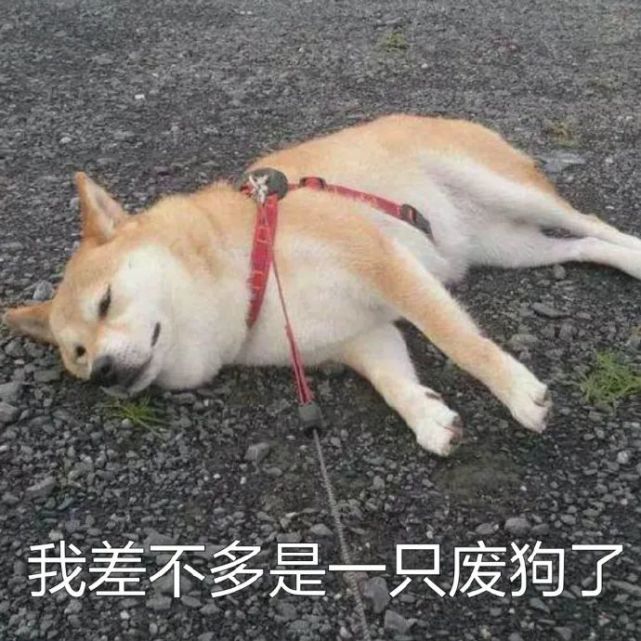 柴犬表情包:火速逃离虐狗现场,不明真相的围观狗群