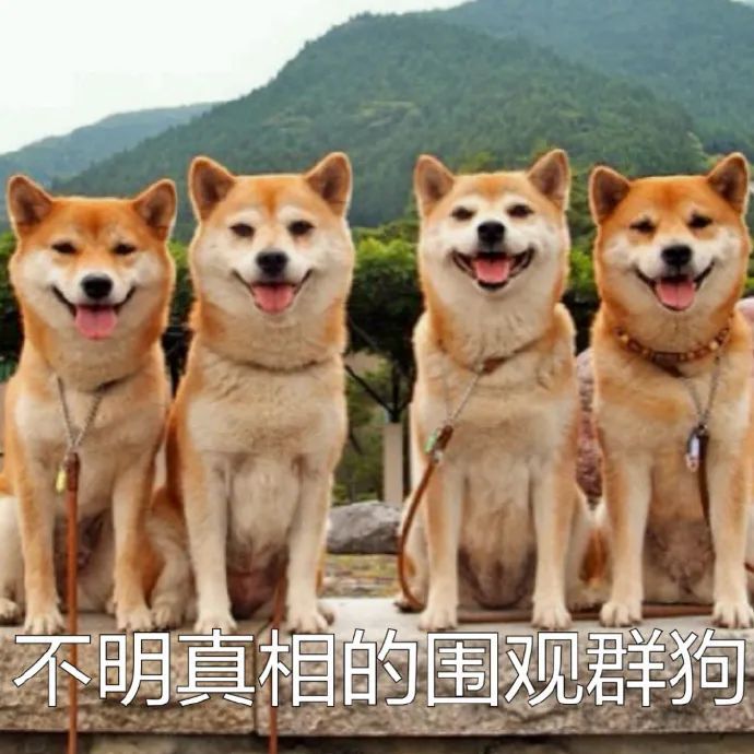柴犬表情包:火速逃离虐狗现场,不明真相的围观狗群