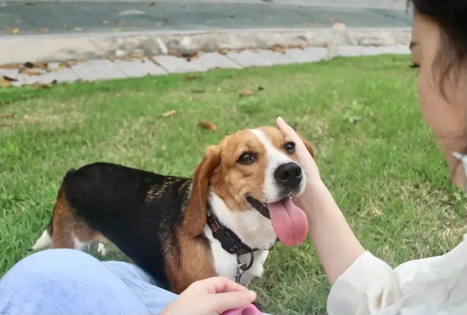 我领养了一只"退役实验犬"