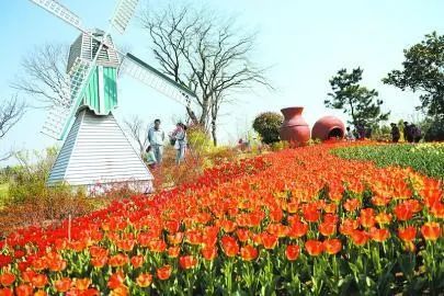 4月13日起,在保定市植物园,保定市2021·郁金香展将免费向广大市民
