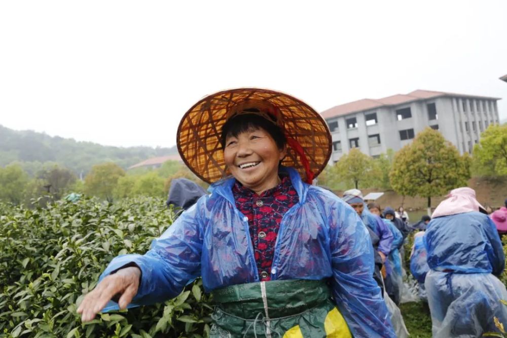 天目湖茶叶研究所主任徐玉琴介绍 白茶属于低温敏感型茶叶 而特色农业