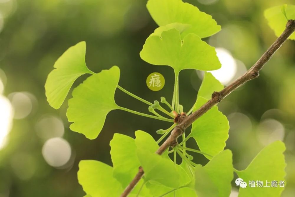 银杏开花且听风吟