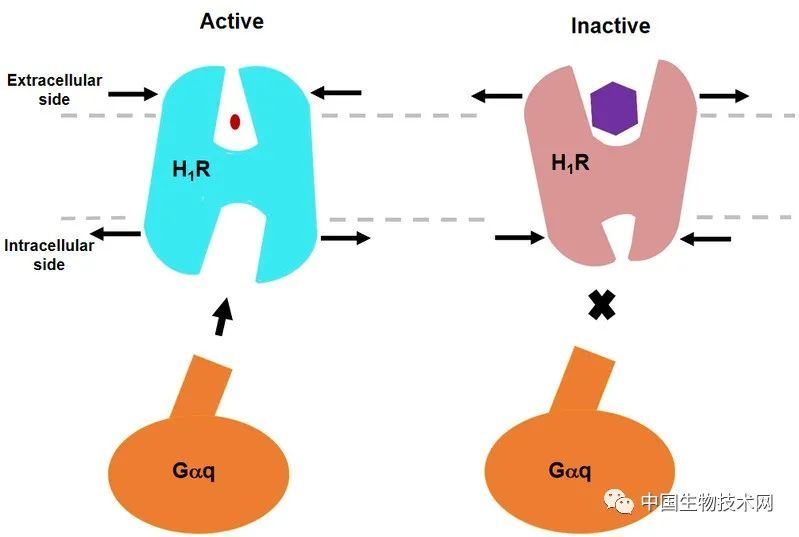 哈工大何元政课题组揭示人组胺受体h1rgq复合物冷冻电镜结构