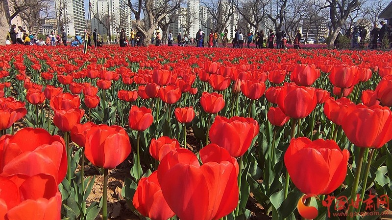 刘家峡郁金香花开惹人醉图