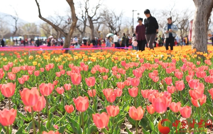 刘家峡郁金香花开惹人醉图