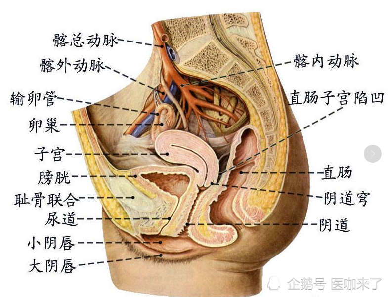 直肠子宫凹陷是盆腔最低位置的地方,因为水往低处流,所以盆腔积液大