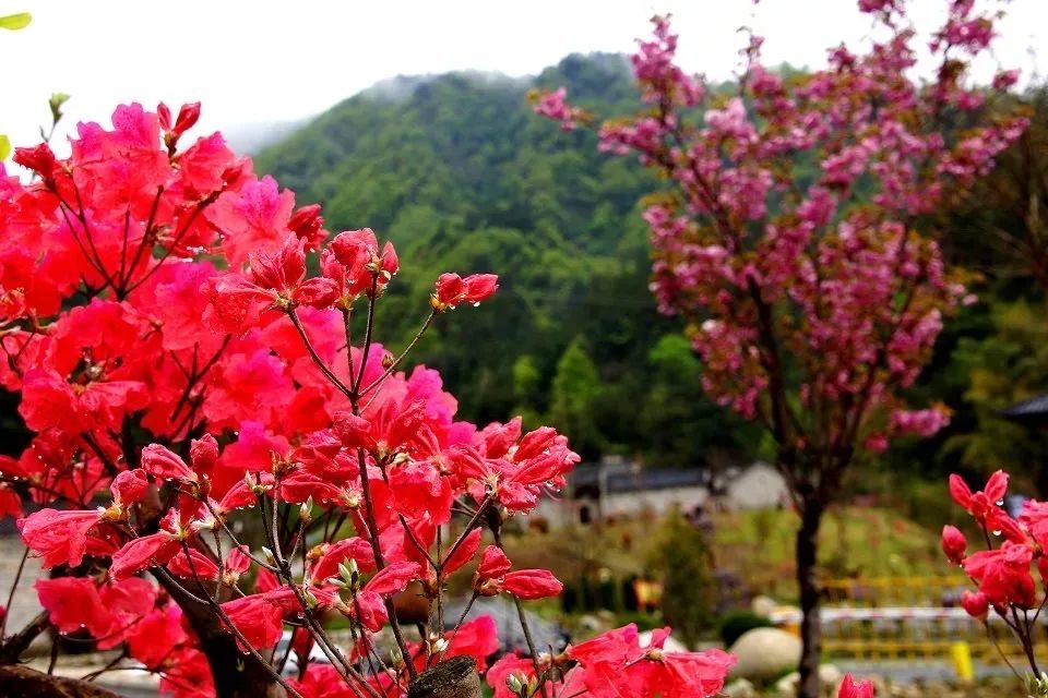 春游江淮请您来|最美人间四月天,杜鹃花开映山红,六安
