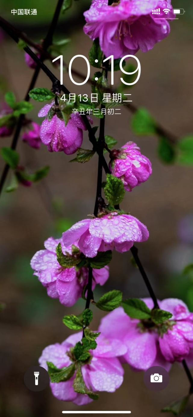 大量美图来袭,秦皇岛独家春花手机壁纸,留住好春光