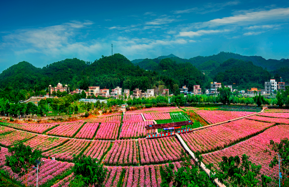 狮岭镇马岭村
