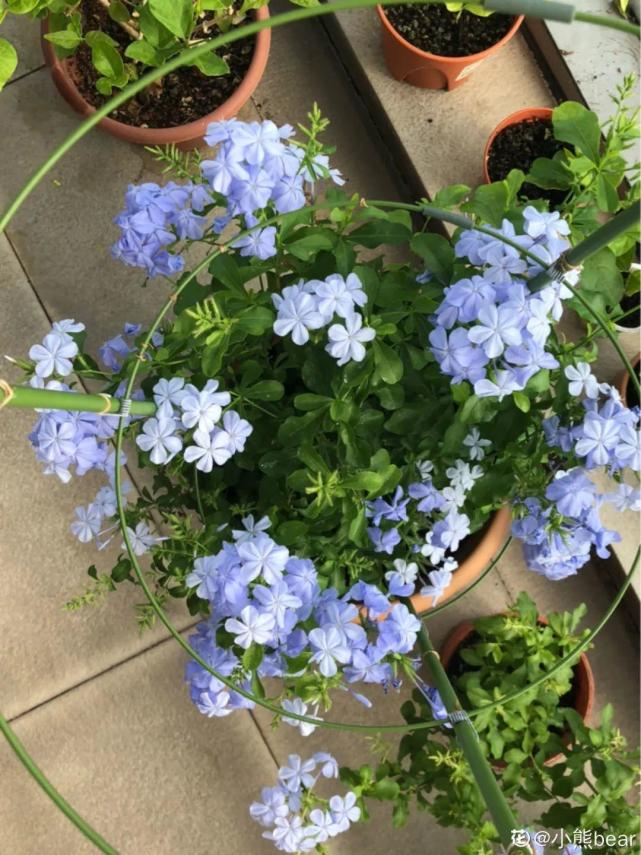 想让蓝雪花开花,花期长,浇水的时候,每2个周往水里撒点磷酸二氢钾