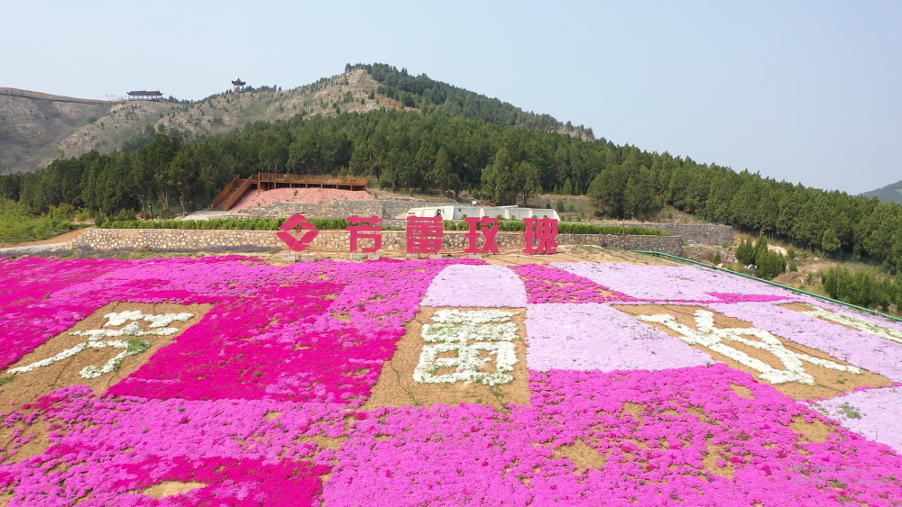 平阴:"东方玫瑰花乡"花开如海醉美了这个春天