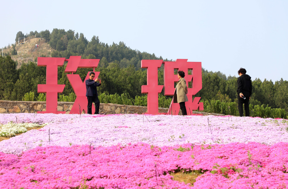 平阴:"东方玫瑰花乡"花开如海醉美了这个春天