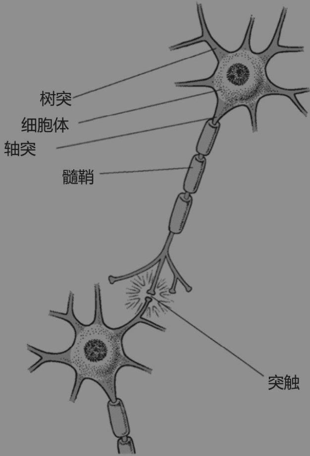 我们大脑中有大量的细胞,叫神经元,如图所示 神经元结构示意图