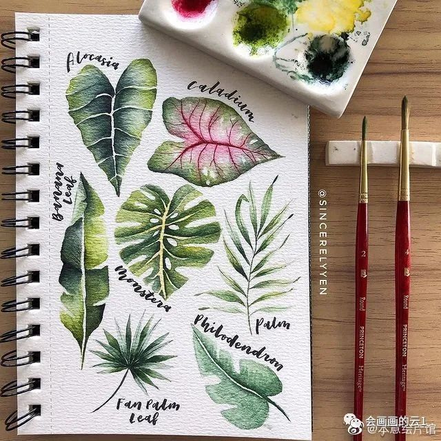 水彩花卉一组inssincerelyyen