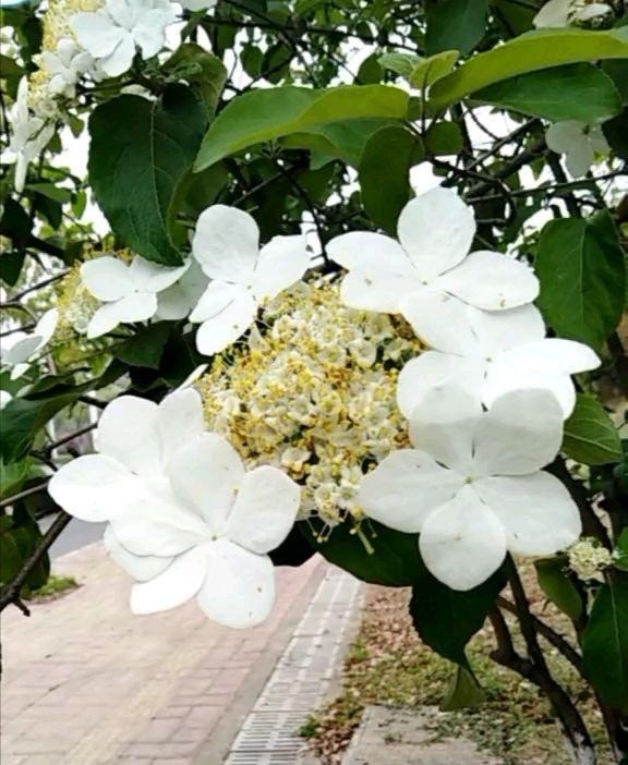 绣球花和琼花的区别