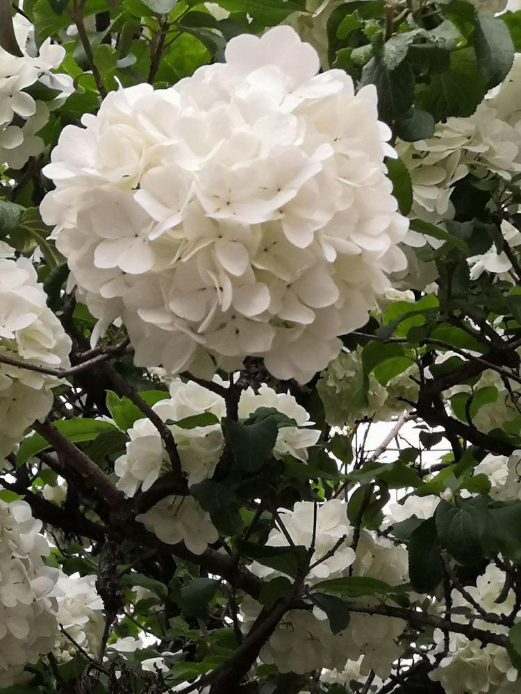 绣球花和琼花的区别